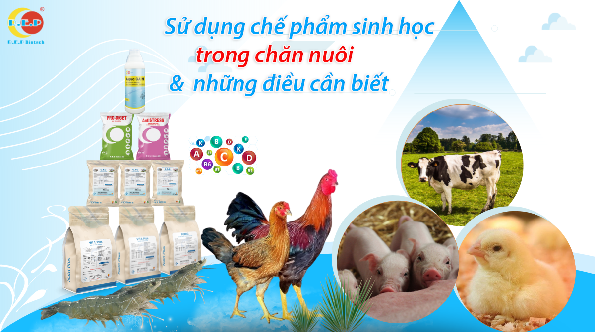 SỬ DỤNG CHẾ PHẨM SINH HỌC TRONG CHĂN NUÔI VÀ NHỮNG ĐIỀU CẦN BIẾT?